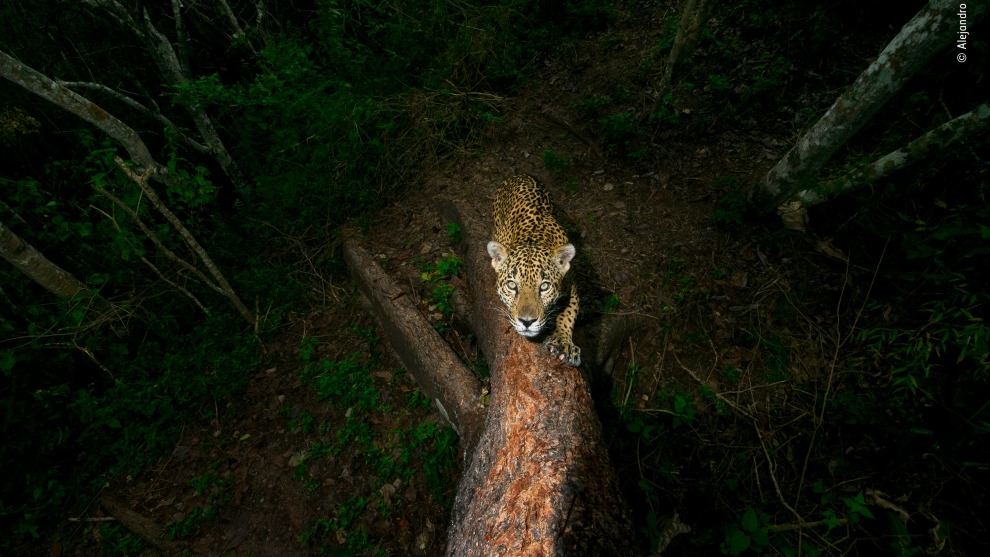 Signature tree by Alejandro Prieto, Mexico. Winner 2018, Wildlife Photojournalist Award: Story. A male jaguar sharpens his claws and scratches his signature into a tree on the edge of his mountain territory in the Sierra de Vallejo in Mexico&rsquo;s western state of Nayarit. The boundary-post has been chosen with care &ndash; the tree has soft bark, allowing for deep scratch marks that are a clear warning, backed by pungent scent, not to trespass. Alejandro set up his custom-built camera trap some 6 metres (20 feet) up the tree and returned every month to change the batteries. Eight months elapsed before the jaguar eventually returned to this corner of his realm to refresh his mark.