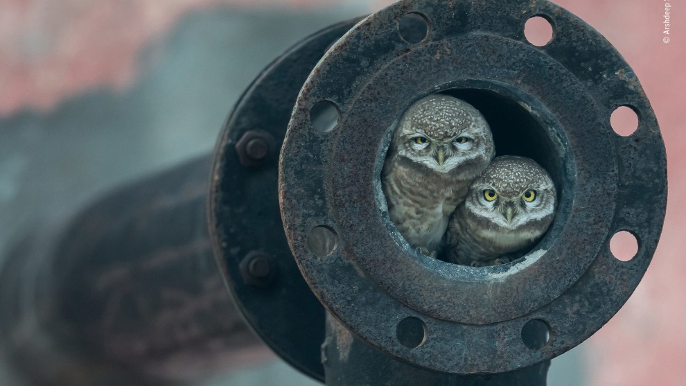 Pipe owls by Arshdeep Singh, India. Winner 2018, 10 Years and Under. Huddled together at the opening of an old waste-pipe, two spotted owlets look straight into Arshdeep&rsquo;s lens. He and his father had been driving out of Kapurthala, a city in the Indian state of Punjab, going on a birding trip, when he saw one of them dive into the pipe. His father didn&rsquo;t believe what he&rsquo;d seen but stopped the car and backed up. It wasn&rsquo;t long before one of the owlets popped its head out. Guessing this might be a nest site and keen to photograph such an unusual setting, Arshdeep begged to borrow his father&rsquo;s camera and telephoto lens. Using skills accrued from photographing birds since he was six years old, Arshdeep rested the lens on the car&rsquo;s open window and waited.