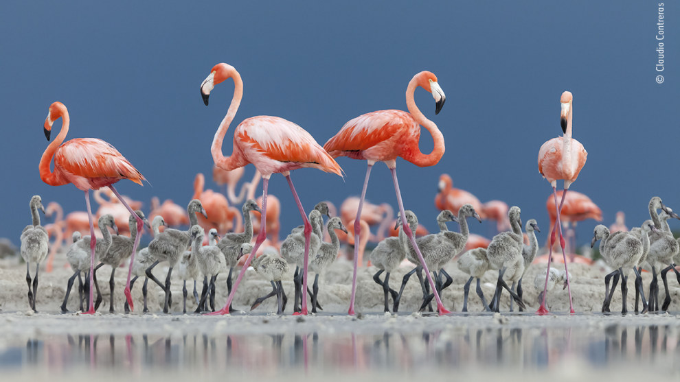 Caribbean cr&egrave;che by Claudio Contreras Koob, Mexico. People's Choice finalist. Claudio was lying down on the mud a safe distance from a breeding colony of Caribbean, or American, flamingos, in R&iacute;a Lagartos Biosphere Reserve, on the Yucat&aacute;n Peninsula, Mexico. It was June and the flamingo chicks had already left their nests and were in cr&egrave;ches. These cr&egrave;ches are always guarded by adult birds, so when the chicks began to approach Claudio, the adults surrounded them and gently headed them back into the colony. 

Although flamingo population numbers are stable, they are highly sensitive to changes in the environment, such as flooding of their nesting sites, and it is unclear how they will cope with the effects of climate change.