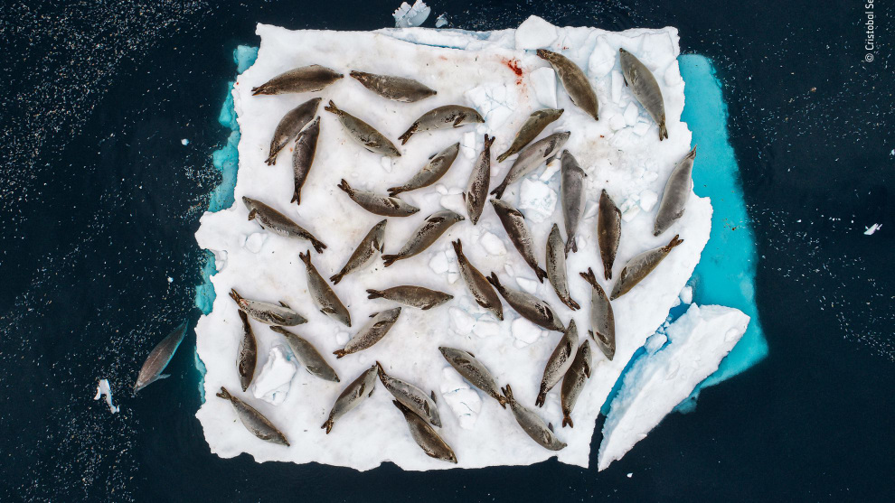 Bed of seals by Cristobal Serrano, Spain. Winner 2018, Animals in their environment. A small ice floe in the Errera Channel at the tip of the Antarctic Peninsula provides barely enough room for a group of crabeater seals to rest, and the cracks are starting to show. It&rsquo;s the end of summer in the Antarctic, and so sea ice here is in short supply.