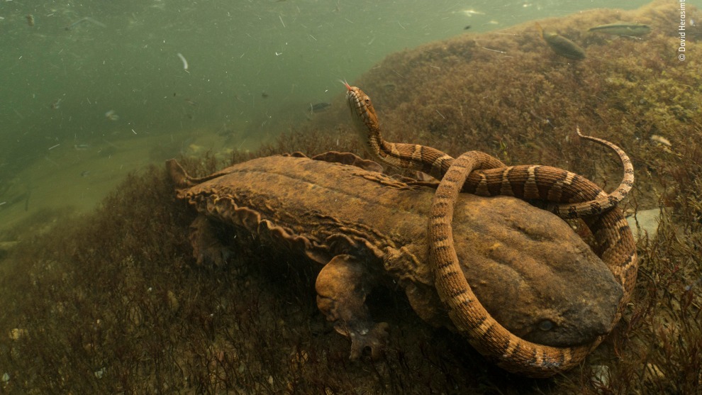Hellbent by David Herasimtschuk, USA. Winner 2018, Behaviour: Amphibians and Reptiles. It was not looking good for the northern water snake, clamped tightly in the jaws of a hungry hellbender, but it was a remarkable find for David. Drifting downstream in Tennessee&rsquo;s Tellico River, in search of freshwater life (as he had done for countless hours over the past seven years), he was thrilled to spot the mighty amphibian with its struggling prey. North America&rsquo;s largest aquatic salamander &ndash; up to 75 centimetres (29 inches) long &ndash; the hellbender has declined significantly because of habitat loss and degradation of the habitat that remains.