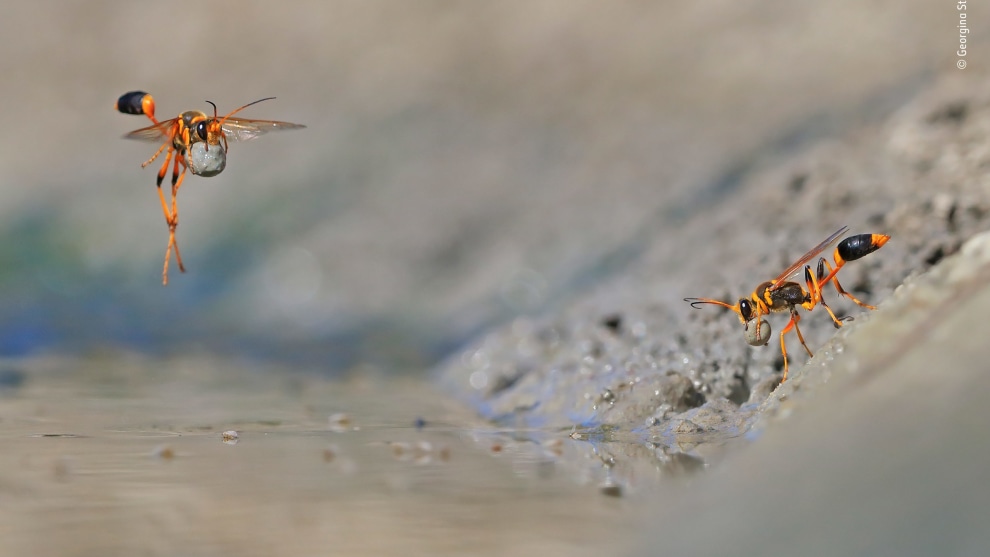 Mud-rolling mud-dauber by Georgina Steytler, Australia. Winner 2018, Behaviour: Invertebrates. It was a hot summer day, and the waterhole at Walyormouring Nature Reserve, Western Australia, was buzzing. Georgina had got there early to photograph birds, but her attention was stolen by the industrious slender mud-dauber wasps, distinctive with their stalk-like first abdominal segments. They were females, busy digging in the soft mud at the water&rsquo;s edge, and then rolling the mud into balls to create egg chambers to add to their nearby nests.