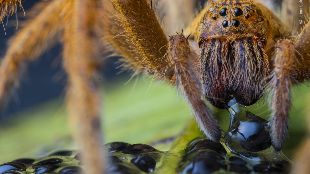 The spider's supper by Jaime Culebras, Spain. Highly Commended 2020, Behaviour: Invertebrates. A large wandering spider &ndash; black, hooked fangs tipping its bristly, striped mouthparts &ndash; pierces the egg of a giant glass frog, injects digestive juices and then sucks in its liquefied prey. Jaime had walked for hours, in darkness and heavy rain, to reach the stream in Manduriacu Reserve, northwestern Ecuador, where he hoped to find glass frogs mating. But his reward turned out to be a chance to photograph a behaviour he had seldom seen &ndash; a wandering spider with an 8-centimetre (3-inch) leg span devouring the frogs&rsquo; eggs. The 11 known species of wandering spiders are thought to be key predators of these small, often translucent amphibians. They shelter in rainforest plants in the day and hunt at night, usually by ambushing prey that ventures close enough.