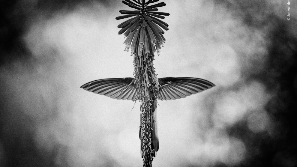 The vision by Jan van der Greef, The Netherlands. Winner 2018, Black and White. Perfectly balanced, its wings vibrating, its tail opening and closing, with its tiny feet touching the spike for just an instant, an eastern mountaineer hummingbird siphons nectar from the florets of a red-hot-poker plant. Positioned by the flower, Jan had anticipated the bird&rsquo;s behaviour. For a number of days he had been stationed in the garden of his hotel in southern Peru, observing hummingbirds. He noticed that an eastern mountaineer&nbsp;&ndash; a&nbsp;species found only in Peru, characterized by its long, black-and-white forked tail&nbsp;&ndash; would rotate around the red-hot-poker spikes as it fed. He also saw that, when the bird moved behind a spike and its tail closed for a moment, a beautiful cross appeared. Determining to capture this strange vision, he staked out a spot underneath a single red-hot-poker plant (native to Africa, where it is pollinated by nectar‑drinkers such as sunbirds).