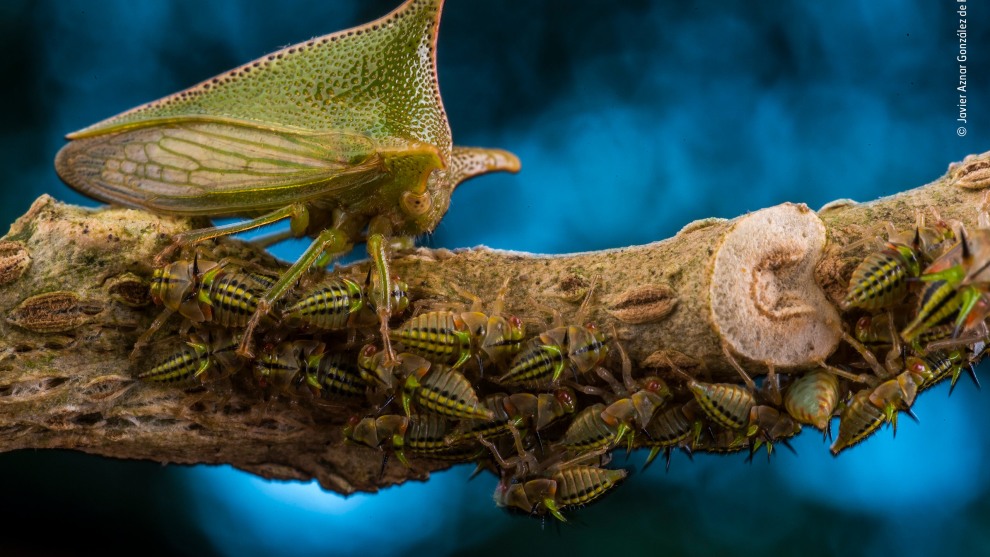 Mother defender by Javier Aznar Gonz&aacute;lez de Rueda, Spain. Winner 2018, Wildlife Photographer Portfolio Award. A large Alchisme treehopper guards her family as the nymphs feed on the stem of a nightshade plant in El Jard&iacute;n de los Sue&ntilde;os reserve in Ecuador. Unlike many treehoppers, which enlist the help of other insects (mostly ants), this species is guarded by the mother alone. She lays her eggs on the underside of a nightshade leaf, covers them with a thin secretion and then shields the clutch with her tiny frame.