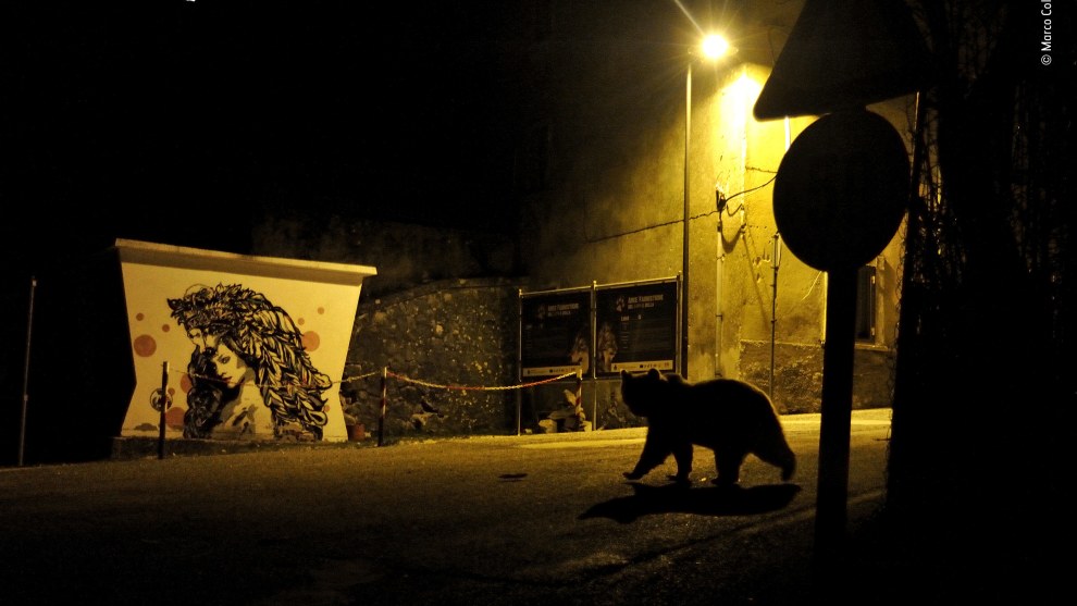 Crossing paths by Marco Colombo, Italy. Winner 2018, Urban Wildlife. A shadowy movement caught Marco&rsquo;s eye as he drove slowly through a village in the Abruzzo, Lazio and Molise National Park in Italy&rsquo;s Apennine Mountains. It was late evening, and he thought there was a chance that it might be a Marsican brown bear rather than a deer waiting to cross the road. Stopping the car, he switched off the lights to avoid stressing the animal. He had just a&nbsp;few minutes to change lenses and prepare to take a shot through the windscreen before the bear walked out of the shadows and across the road, disappearing into the dark of the woods.