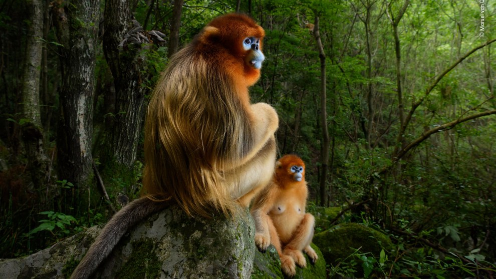 The golden couple by Marsel van Oosten, The Netherlands. Grand Title Winner 2018, Animal Portraits. A male Qinling golden snub-nosed monkey rests briefly on a stone seat. He has been joined by a female from his small group. Both are watching intently as an altercation takes place down the valley between the lead males of two other groups in the 50-strong troop. It&rsquo;s spring in the temperate forest of China&rsquo;s Qinling Mountains, the only place where these endangered monkeys live. They spend most of the day foraging in the trees, eating a mix of leaves, buds, seeds, bark and lichen, depending on the season.
