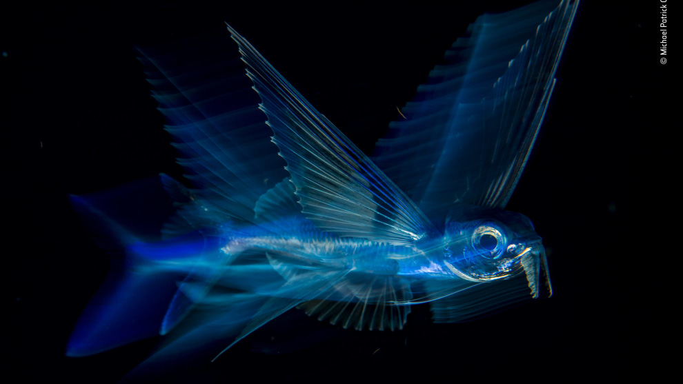 Night flight by Michael Patrick O&rsquo;Neill, USA. Winner 2018, Under Water. On a night dive over deep water &ndash; in the Atlantic, far off Florida&rsquo;s Palm Beach &ndash; Michael achieved a long-held goal, to photograph a flying fish so as to convey the speed, motion and beauty of this &lsquo;fantastic creature&rsquo;.