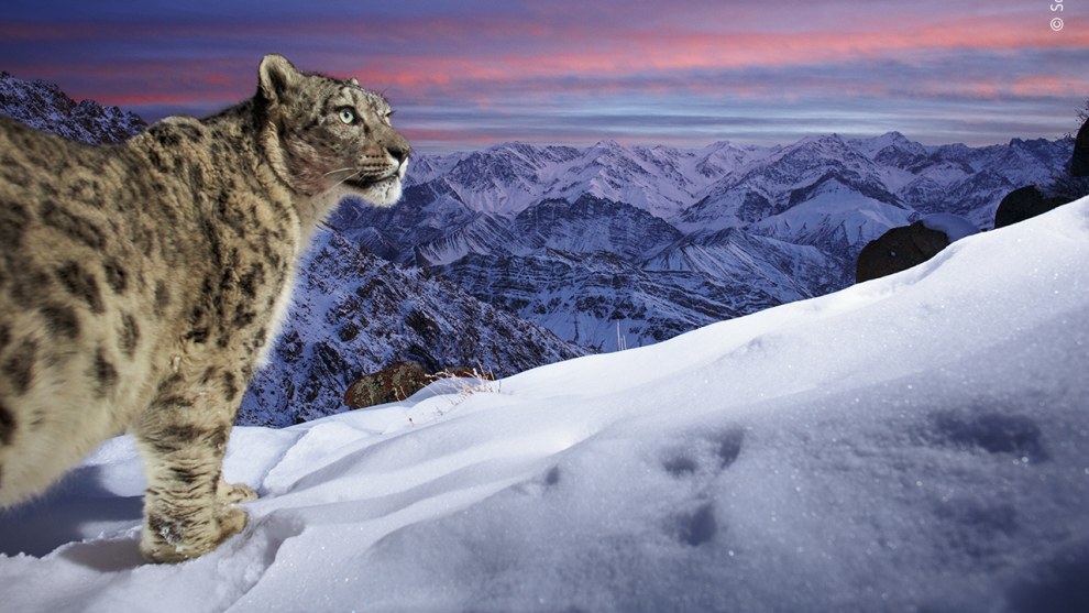 &copy; Sascha Fonseca (Germany). World of the snow leopard. Winner, People's Choice Award. Against a backdrop of the spectacular mountains of Ladakh in northern India, a snow leopard has been caught in a perfect pose by Sascha&rsquo;s carefully positioned camera trap. Thick snow blankets the ground, but the big cat&rsquo;s dense coat and furry footpads keep it warm. 

Sascha captured this image during a three-year bait-free camera-trap project high up in the Indian Himalayas. He has always been fascinated by snow leopards, not only because of their incredible stealth but also because of their remote environment, making them one of the most difficult large cats to photograph in the wild.