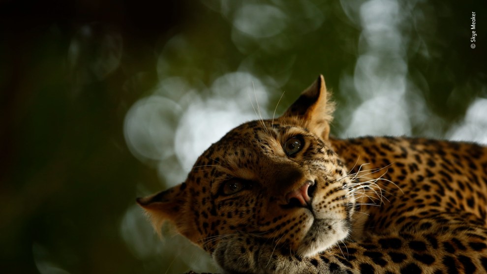 Lounging leopard by Skye Meaker, South Africa. Grand Title Winner 2018, 15-17 Years Old. Mathoja was dozing when they finally found her, lying along a low branch of a nyala tree. And she continued to doze all the time they were there, unfazed by the vehicle. &lsquo;She would sleep for a couple of minutes. Then look around briefly. Then fall back to sleep,&rsquo; says Skye.
