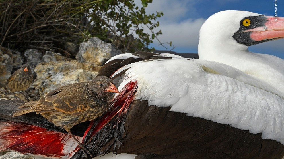 Blood thirsty by Thomas P Peschak, Germany/South Africa
Winner 2018, Behaviour: Birds. When rations run short on Wolf Island, in the remote northern Gal&aacute;pagos, the sharp-beaked ground finches become vampires. Their sitting targets are Nazca boobies and other large birds on the plateau. Boobies thrive here, nesting among dense cactus thickets and fishing in the surrounding ocean, but the finches have a tougher time. The island has no permanent water and little rainfall. The finches &ndash; among the species that inspired Darwin&rsquo;s theory of evolution &ndash; rely on a scant diet of seeds and insects, which regularly dries up. Pecking away at the base of booby flight feathers with their sharp beaks &ndash; a trait that may have evolved from feeding on the birds&rsquo; parasites &ndash; they drink blood to survive. &lsquo;I&rsquo;ve seen more than half a dozen finches drinking from a single Nazca booby,&rsquo; says Tom. Rather than leave and expose their eggs and chicks to the sun, the boobies appear to tolerate the vampires.