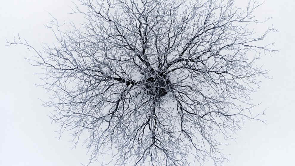 Highly commended, Dendrites by Branko Markovic