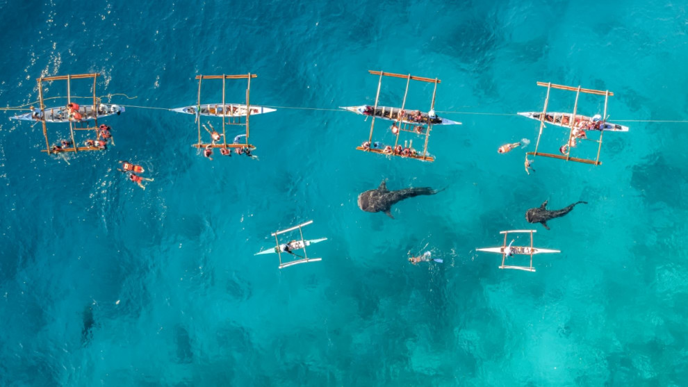 Highly commended, whale sharks by Bachir Moukarzel