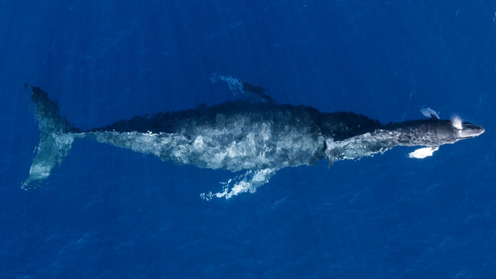 Highly commended, Mother and calf by Anders Carlson