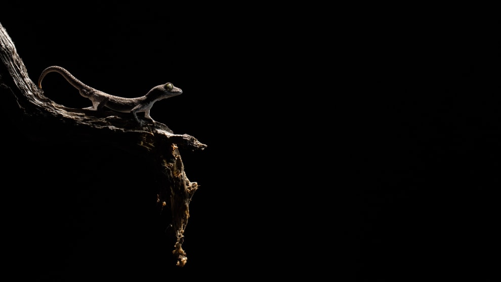 &copy; Jannico Kelk. Winner, Animal &ndash; Australasia's Top Emerging Photographers 2020.