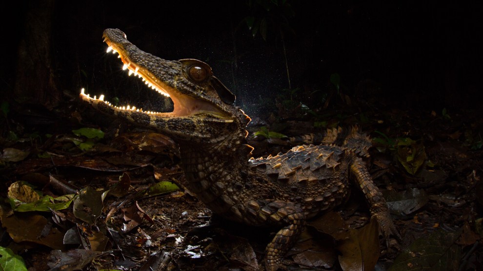 &copy; Jannico Kelk. Winner, Animal &ndash; Australasia's Top Emerging Photographers 2020.