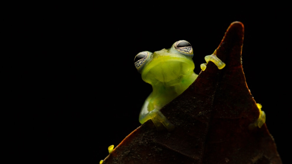 &copy; Jannico Kelk. Winner, Animal &ndash; Australasia's Top Emerging Photographers 2020.