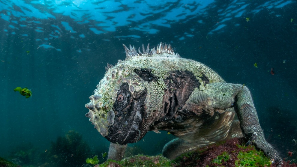 Sea Dragon by Pier Man&eacute;. Aquatic Life Winner, Gal&aacute;pagos Islands, Ecuador.