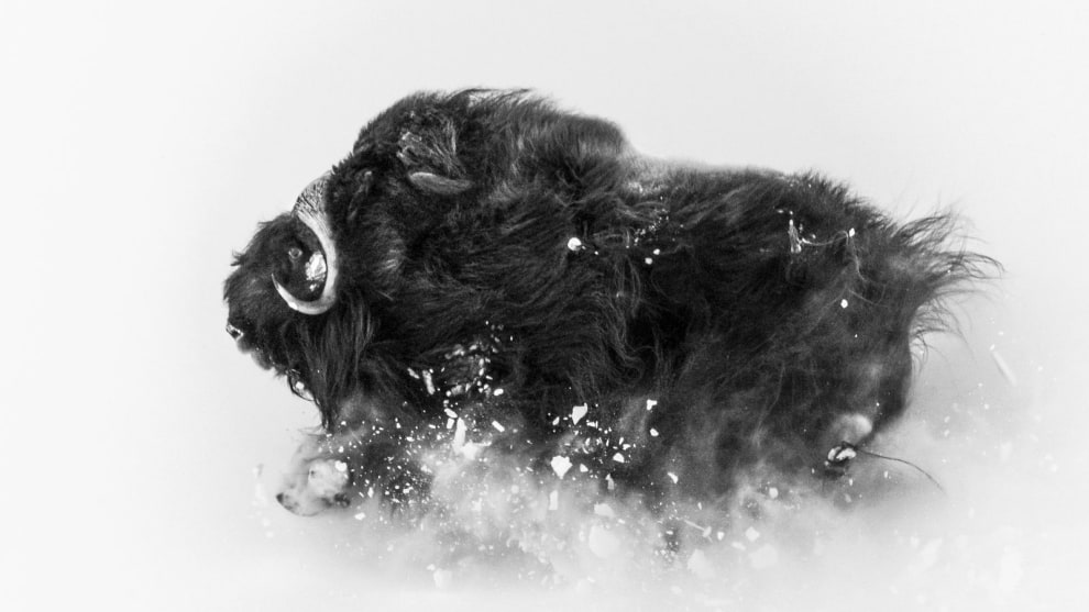 2nd Place in Wildlife. Photograph and caption by Jonas Beyer / 2018 National Geographic Photo Contest. A few miles from Qaanaaq (Thule), Greenland, I was on a hike in search of musk oxen when I came upon a group of them. This ox was running on a hillside in deep snow, which exploded underneath it&mdash;an amazing sight. The photo came together in a few seconds. I was lucky enough to be at the right spot to observe them frolicking, and then I had the incredible experience of watching them closely for about an hour. I love photographing musk oxen against the wintry landscape: They&rsquo;re extremely tough Arctic survivors. This photo shows their beauty and their power&mdash;and the snow they deal with for about eight months of the year.