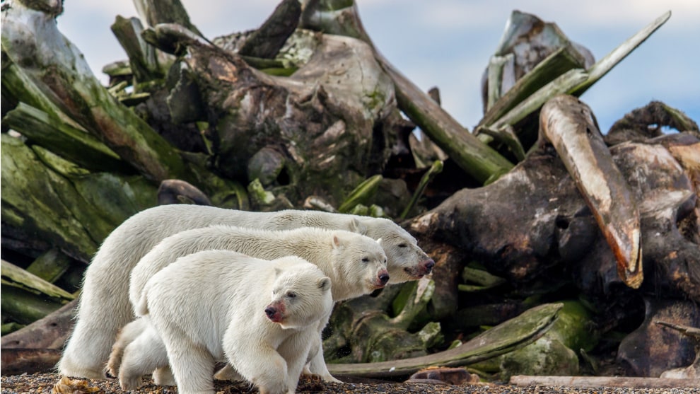 Boneyard Waltz by Daniel Dietrich. Terrestrial Wildlife Finalist, Kaktovic, Alaska.