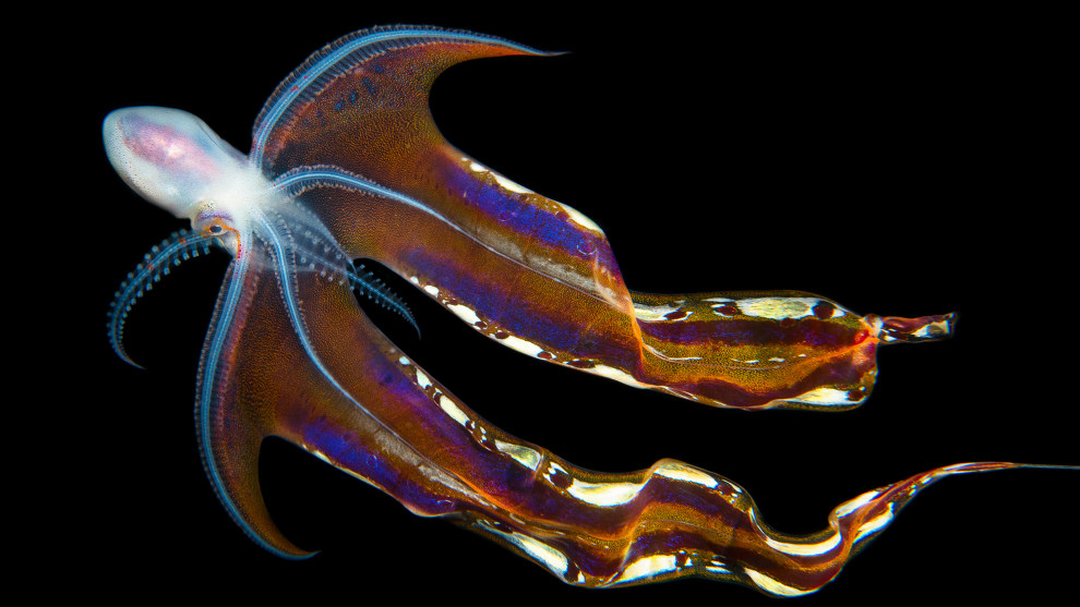 Bohemian Skirt by Jinggong Zhang. Aquatic Life Finalist, Anilao, Philippines.