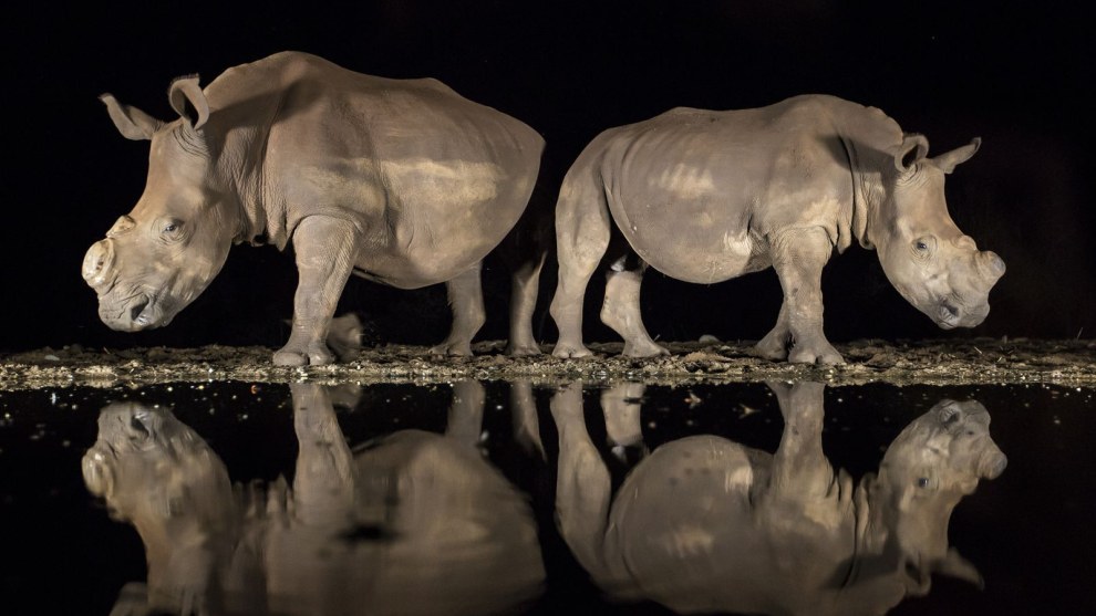 3rd Place in Wildlife. Photograph and caption by Alison Langevad / 2018 National Geographic Photo Contest. As the late-night hours ticked by and my eyelids grew heavy, two southern white rhinoceroses appeared silently from the shadows to drink from a watering hole in South Africa&rsquo;s Zimanga Game Reserve. On alert, they stood back to back, observing their surroundings before lowering their heads. I felt privileged to share this moment with these endangered animals.

While I was well prepared technically, with my camera set correctly on a tripod, I underestimated the emotional impact the magnificent beasts would have on me. I had photographed them months earlier, and now both rhinos sported a new look: They had been dehorned to deter poachers. I had heard about this development but had not yet seen them. I was full of emotion&mdash;and horror&mdash;that poaching had such a devastating effect. It must have been a hard decision to dehorn their rhinos, and I am grateful for the reserve&rsquo;s efforts.