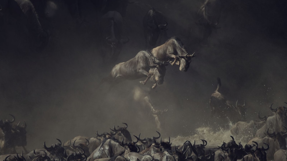1st Place in Wildlife. Photograph and caption by Pim Volkers / 2018 National Geographic Photo Contest. It was early morning when I saw the wildebeests crossing Tanzania&rsquo;s Mara River. The layering of dust, shade, and sun over the chaos of wildebeests kicking up water gives this picture a sense of mystique and allure. It&rsquo;s almost like an old painting&mdash;I&rsquo;m still compelled to search the detail of the image to absorb the unreal scene.