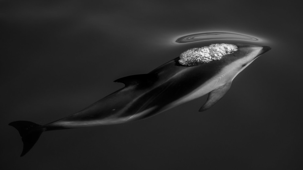 SCOTT
PORTELLI,
AUSTRALIA -
COMMENDED
TRANQUILLITY
SINGLE IMAGE
CATEGORY. Kaikoura, New
Zealand.
Dusky Dolphins
travel together in
great numbers in
the deep canyons
of the Kaikoura in
search of food. Canon 1DX Mk II,
100-400mm lens,
f4.5, 1/1000s, ISO
500.