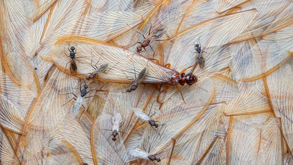 Losing Wings by Piotr Naskrecki, Winged Life Winner. Gorongosa National Park, Mozambique.
