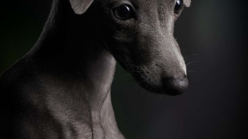First place, Puppies, Klaus Dyba, Germany. Ceylin, a three-month-old Italian greyhound.