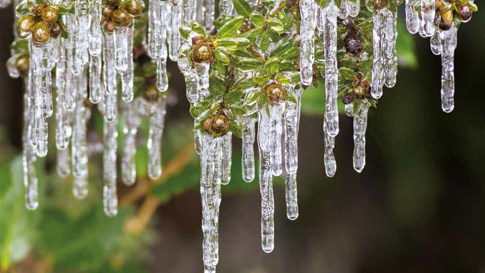Icicles hanging from branches, Liffey, Tasmania. &copy; Leanne Osmond, Leeo Photography.