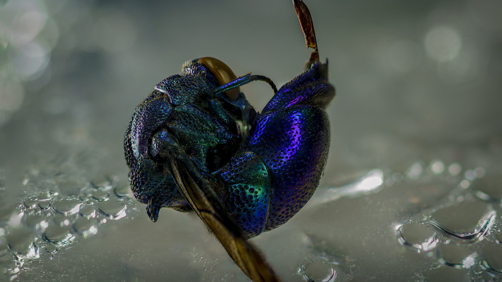 Category // Macro &copy; Chris Cope