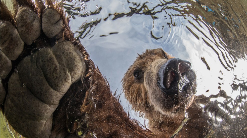 Curiosity by Mikhail Korostelev, Terrestrial Wildlife Winner, South Kamchatka Sanctuary, Russia.