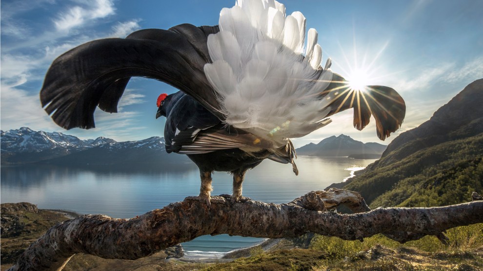 Taking Center Stage by Audun Rikardsen, Grand Prize Winner, Troms&oslash;, Norway.