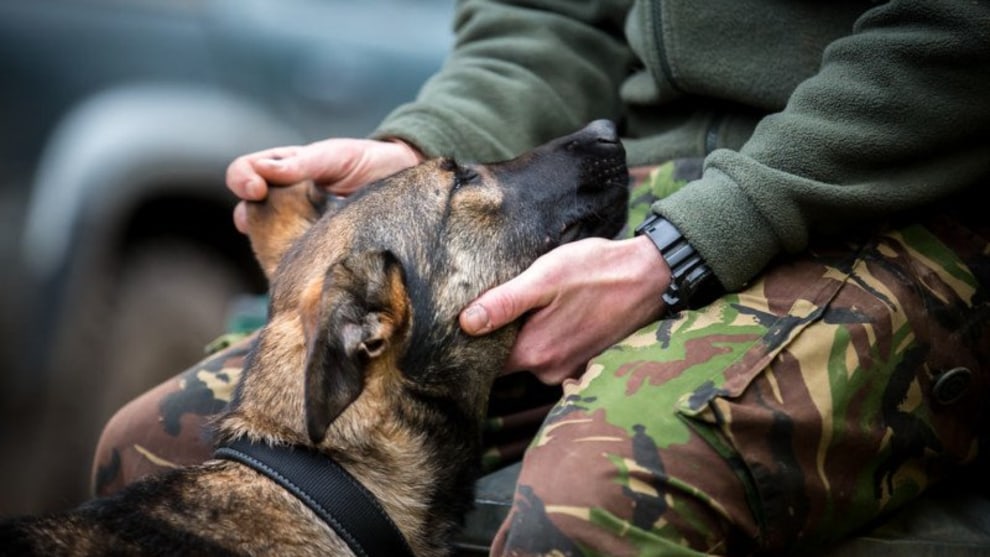 Assistance Dogs and Dog Charities, &ldquo;Reassurance&rdquo; by Dean Mortimer, United Kingdom. German Shepherd.