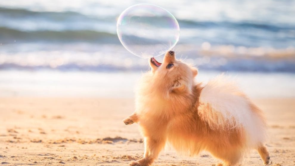 Dogs at play. &ldquo;I&rsquo;ll Catch You&rdquo; by Elinor Roizman, Israel. Pomeranian.