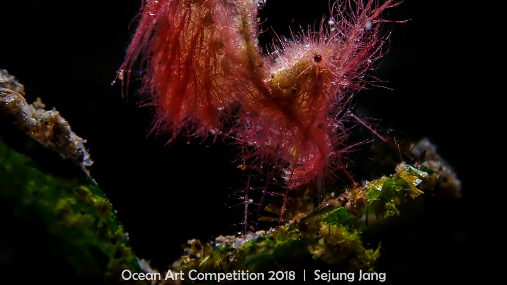 First place, compact, macro.