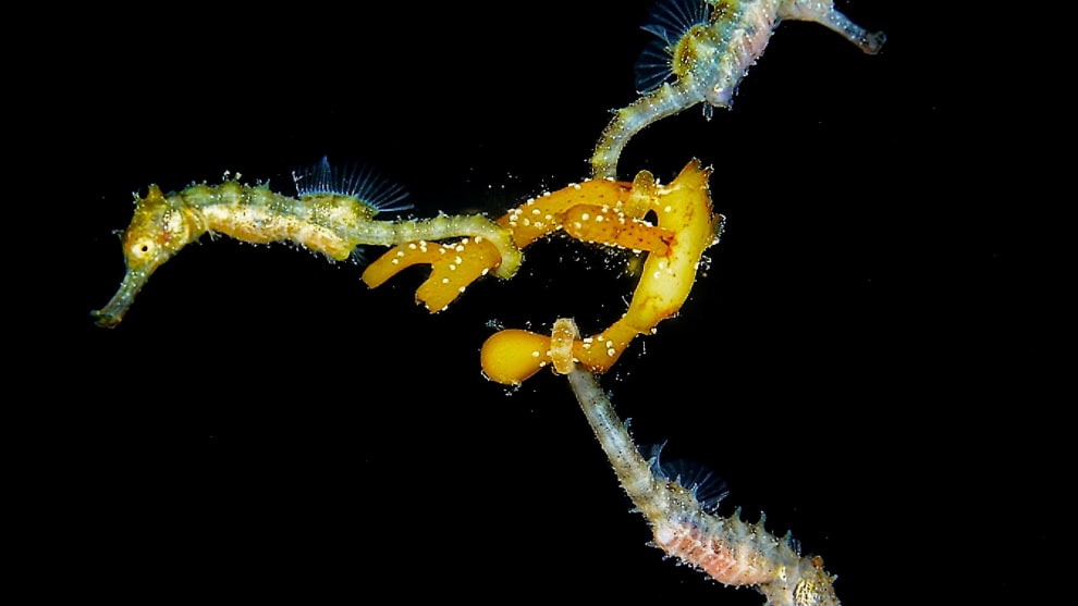 First place, mirrorless, macro.