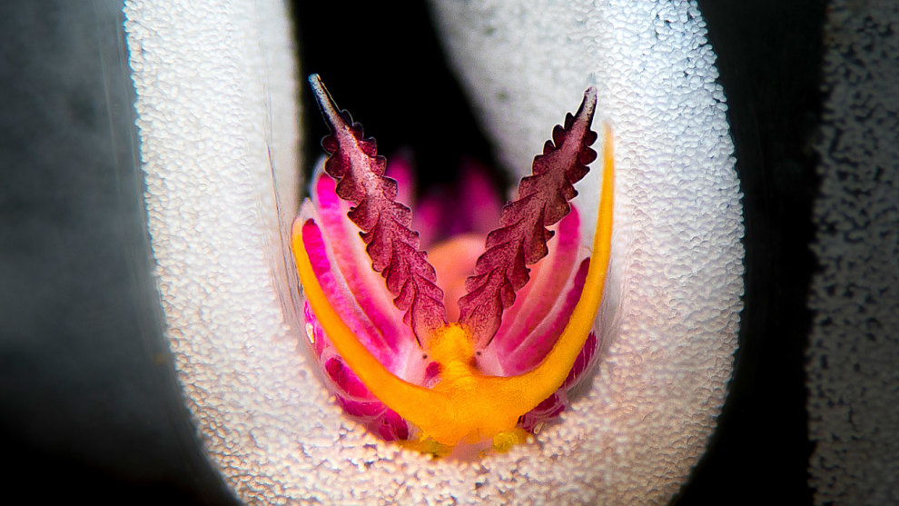 First place, nudibranch.