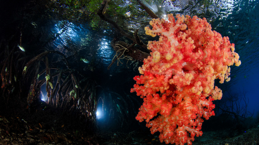 First place, reefscape.