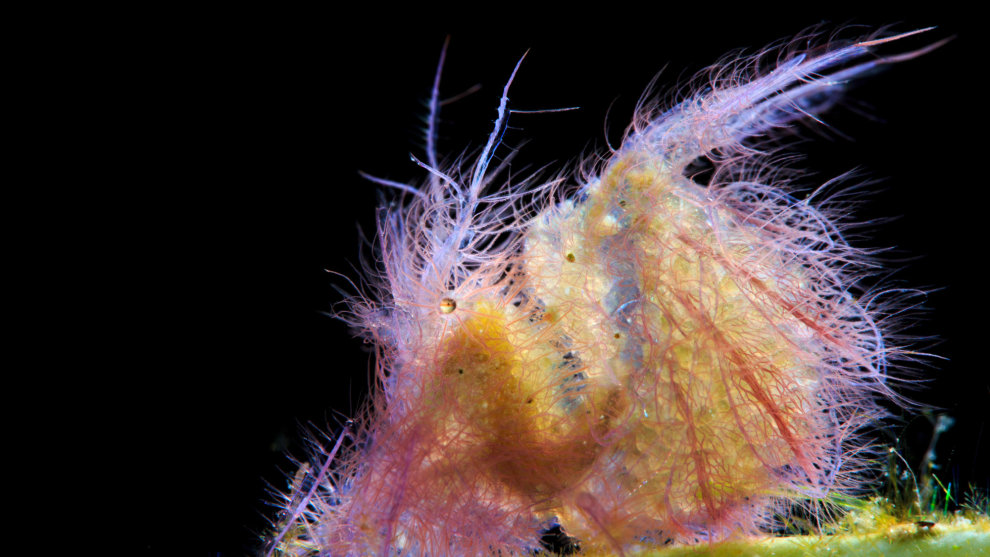 First place, super macro.
