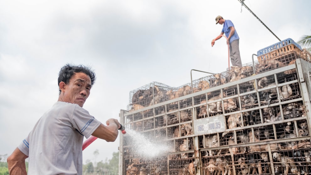 Politics of Food. Grzegorz Tomasz Karmas, Poland. Dog Shower	This picture was taken in the North of Vietnam. The dogs are kept alive by being showered during transport to the slaughter houses. It is around 45 degrees out there.