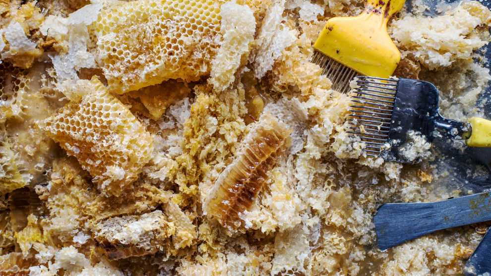 Student Photographer of the Year. Becci Hutchings, UK. Honeycomb and Wax. Frames are placed into the bee hives to encourage bees to build honeycomb and fill with honey. Once filled, the frames are removed and the wax capping is scraped off using an uncapping fork. The honeycomb is then either broken off or the frames are placed into an extractor to withdraw the honey.
