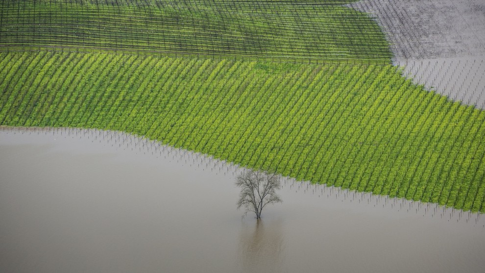 Errazuriz Wine Photographer of the Year - Places. George Rose, USA	Vineyard Flooding, Sonoma County. A Russian river valley vineyard is flooded during record rains in January 2017. (Photographed from a helicopter)