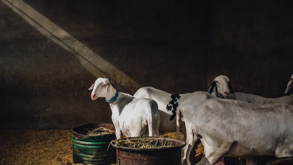 Food in the Field, Guillaume Flandre, UK. Sheep in Dakar. Dakar is a busy and unexpected city. In the numerous street markets of the capital, you can find anything you need. Thanks to a local, I was able to go behind the shops, where they keep animals that usually can't be seen from the outside .