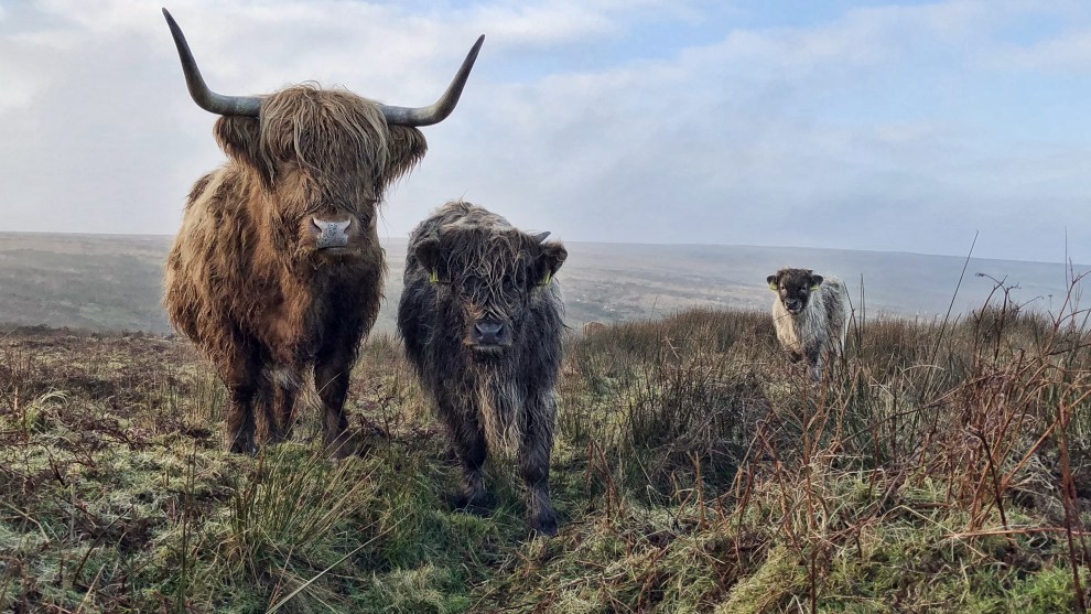 On the Phone (in aid of Action Against Hunger) Paul Steven, UK.	Exmoor Beasts. Three curious and majestic highland cows on Exmoor in Somerset.