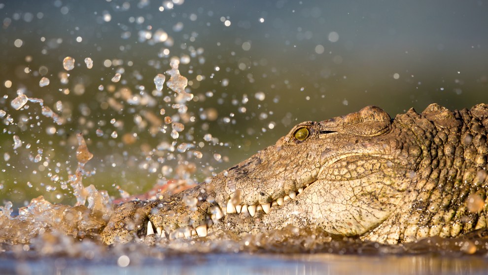 Choosing the warm summer months most likely for crocodile to move about and feed in South Africa, I waited for superb afternoon light and shot from down low once the action began. Canon 5D Mark III, Canon EF400mm f/2.8 lens @ 400mm. 1/1000s @ f/5.6, ISO500.