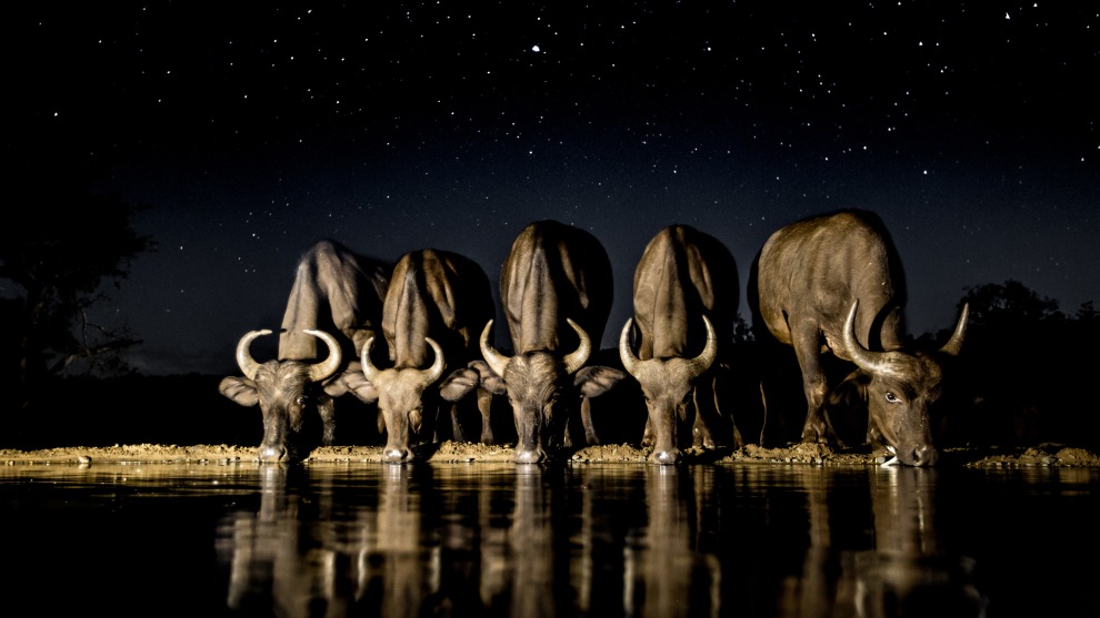 Always ready to experiment with my photography I wanted to try light painting animals under the stars. These buffalo drinking at a waterhole at Zimanga Private Game Reserve, South Africa were the perfect subject because they stood still long enough for a long exposure to capture the stars. I illuminated them up with a quick flash of a light beside the waterhole. Canon 5D Mark III, Canon EF16-35mm f/2.8 lens @ 28mm. 15s @ f/2.8, ISO 1600.