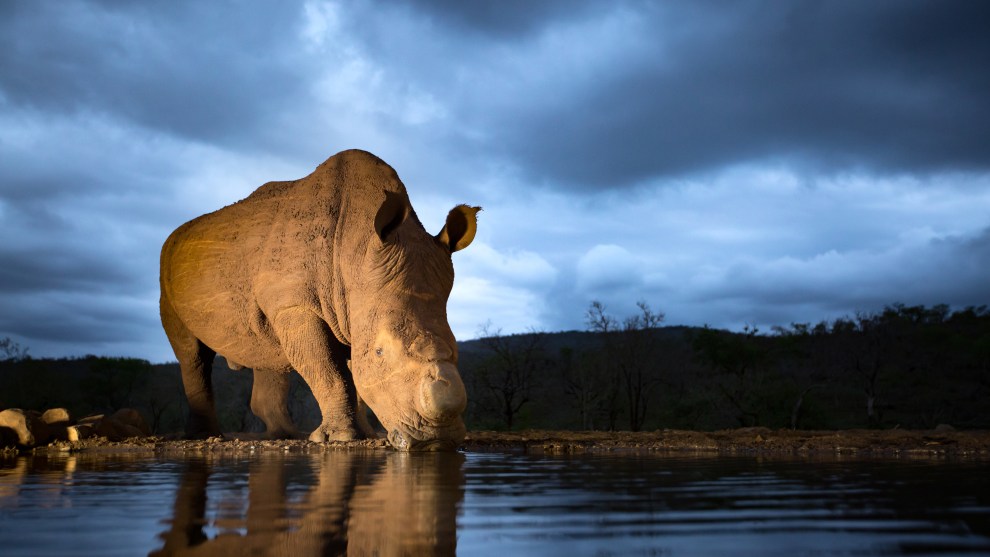 When this endangered white rhino came to drink on dusk in South Africa, I used the rule of thirds to balance my composition. Canon 5D Mark III, Canon EF16-35mm f/2.8 lens @ 35mm.1/125 sec @ f/2.8 ISO 1600