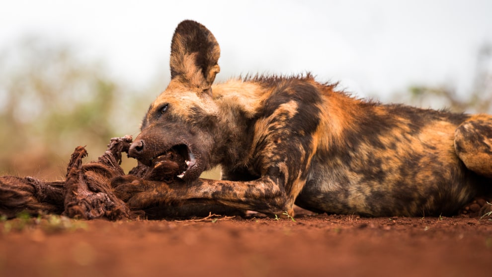 Getting to lie down with wild dog at Zimanga Private Game Reserve, South Africa to shoot at eye level was exhilarating. Not only did it result in fantastic images, it was an experience I will never forget. Canon 5D Mark III, Canon EF70-200mm f2.8L lens @160mm. 1/200 sec @ f/2.8 ISO 100